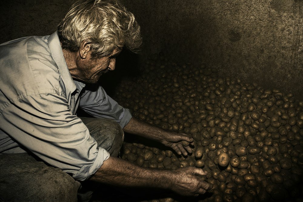 A farmer inspecting the quality of harvested potatoes