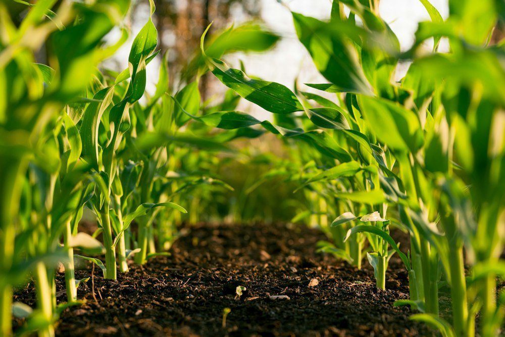 Young crops growing in rich soil